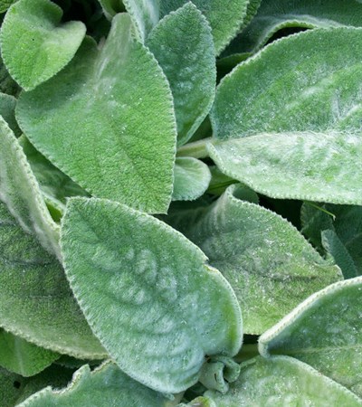 Lamb's Ear Helene Von Stein